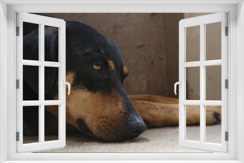 Fototapeta Naklejka Na Ścianę Okno 3D - sad black dog