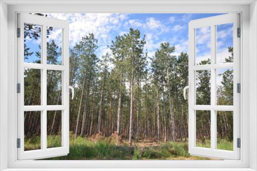 Fototapeta Naklejka Na Ścianę Okno 3D - Wald in der Oberlausitz