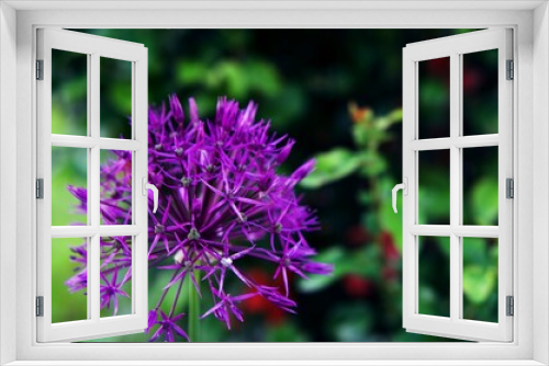 Fototapeta Naklejka Na Ścianę Okno 3D - kwiaty natura ogród lato las wieś  pasja zdjęcia fotografia kolory zielony niebieski żółty krzewy 