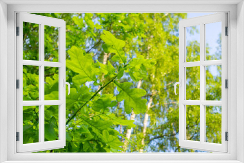 Fototapeta Naklejka Na Ścianę Okno 3D - Leaves on an oak branch against a blue sky. Fresh green foliage, natural background. bottom view