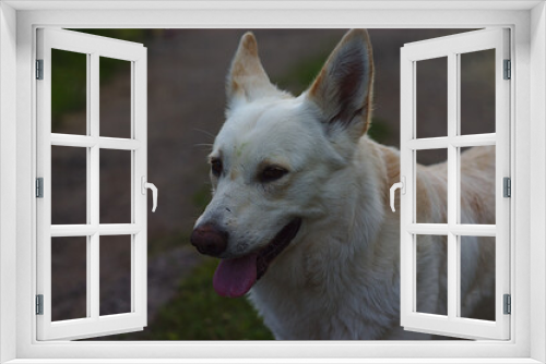Fototapeta Naklejka Na Ścianę Okno 3D - a white dog with its tongue out