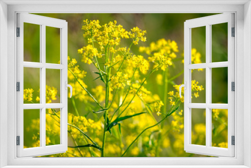 Fototapeta Naklejka Na Ścianę Okno 3D - Closeup of a yellow rapeseed field, use for making oil