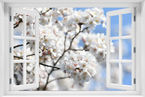 Fototapeta Naklejka Na Ścianę Okno 3D - 満開の桜の花