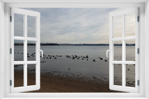 Fototapeta Naklejka Na Ścianę Okno 3D - ducks and geese and birds on Potomac river with beach and Wilson bridge