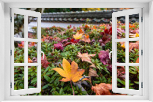 Fototapeta Naklejka Na Ścianę Okno 3D - 美しい苔の上に落ちた沢山の葉