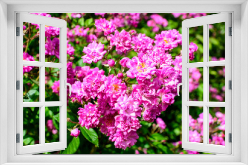 Fototapeta Naklejka Na Ścianę Okno 3D - Bush with many delicate vivid pink magenta rose in full bloom and green leaves in a garden in a sunny summer day, beautiful outdoor floral background photographed with soft focus.