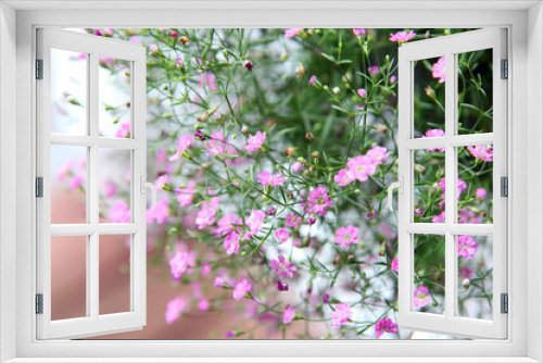 Fototapeta Naklejka Na Ścianę Okno 3D - Closeup of pink and white babies breath flowers also known as Gypsum flowers