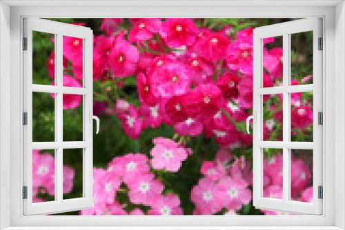 Fototapeta Naklejka Na Ścianę Okno 3D - Pink Impatients flowers surrounded by green leaves