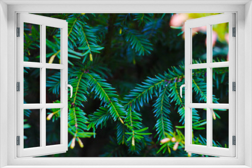 Fototapeta Naklejka Na Ścianę Okno 3D - background of evergreen tree branches