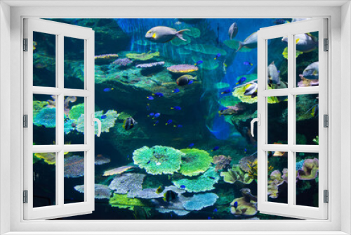 Fototapeta Naklejka Na Ścianę Okno 3D - Colorful coral reef in the aquarium.