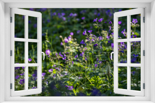 Fototapeta Naklejka Na Ścianę Okno 3D - Detail einer Blumenwiese