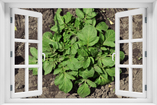 Fototapeta Naklejka Na Ścianę Okno 3D - Juicy green seedlings of young potatoes growing in the open field, caring for potatoes. Agriculture. Tuber.