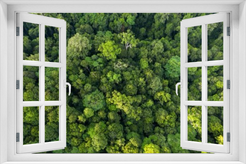 Fototapeta Naklejka Na Ścianę Okno 3D - View Of Tropical Rainforest