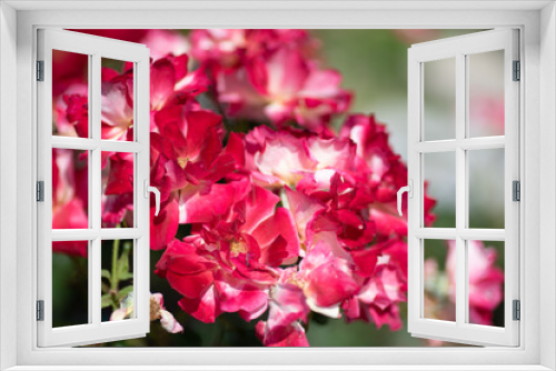 Fototapeta Naklejka Na Ścianę Okno 3D - pink and white flowers