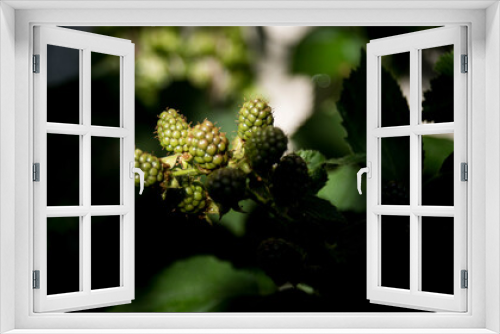 Fototapeta Naklejka Na Ścianę Okno 3D - green blackberries ripening on the branch
