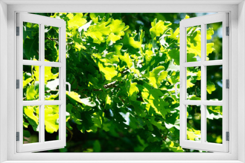 Fototapeta Naklejka Na Ścianę Okno 3D - Sunny oak foliage