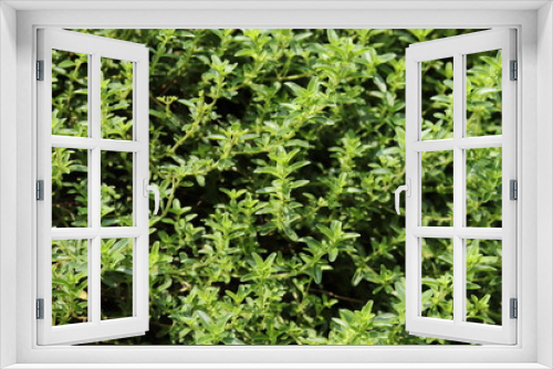 Fototapeta Naklejka Na Ścianę Okno 3D - Thymus serpyllum, creeping thyme grows thickly in a herb garden.