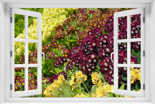 Fototapeta Naklejka Na Ścianę Okno 3D - beautiful different colored primula pubescens flowers in summer sunshine