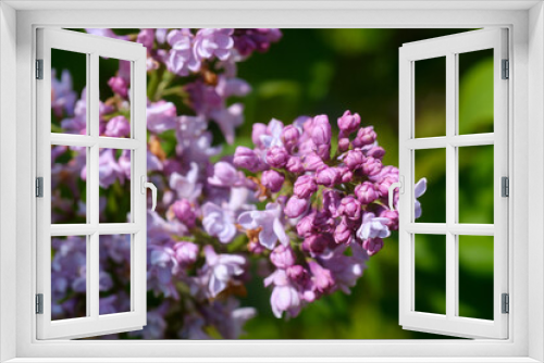 Fototapeta Naklejka Na Ścianę Okno 3D - Blooming pink lilac closeup, spring