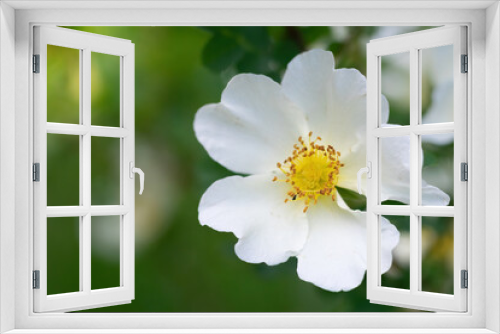 Fototapeta Naklejka Na Ścianę Okno 3D - White rose flower on a blur background.