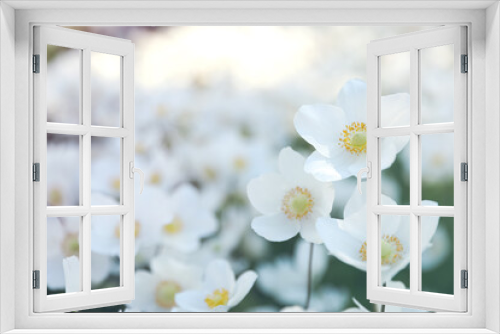 Fototapeta Naklejka Na Ścianę Okno 3D - Beautiful blossoming Japanese anemone flowers outdoors on spring day
