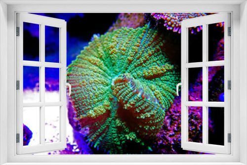 Fototapeta Naklejka Na Ścianę Okno 3D - Yellow Claw Rhodactis Mushroom