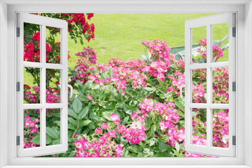 Fototapeta Naklejka Na Ścianę Okno 3D - 英国風の庭園で満開の赤とピンクのバラ