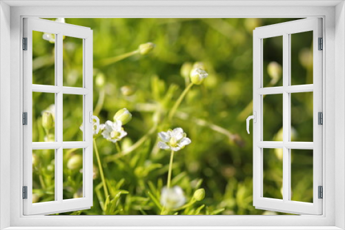 Fototapeta Naklejka Na Ścianę Okno 3D - Blossoming moss