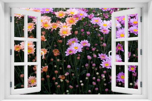 Fototapeta Naklejka Na Ścianę Okno 3D - Close-Up  Flowering Plants
Chrysanthemums flowers