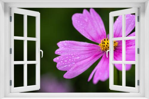 Fototapeta Naklejka Na Ścianę Okno 3D - Pink flower with blur background.
