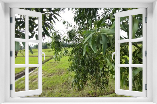 Fototapeta Naklejka Na Ścianę Okno 3D - green tea plantation