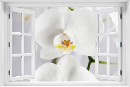 Fototapeta Naklejka Na Ścianę Okno 3D - Detailed image of white orchid flower
