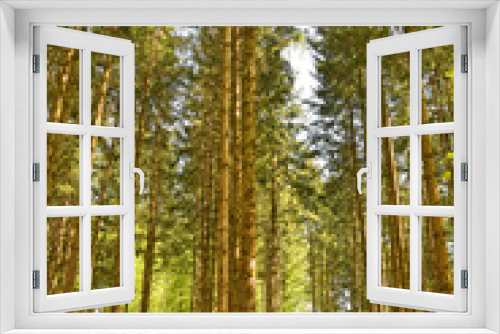 Fototapeta Naklejka Na Ścianę Okno 3D - Vertical photo of german Pine Forest in Germany, perlacher forst in munich