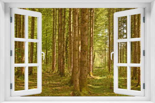 Fototapeta Naklejka Na Ścianę Okno 3D - Wonderful Pine Forest in the German Alps. Perlacher forst in Munich