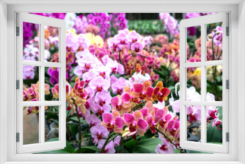 Fototapeta Naklejka Na Ścianę Okno 3D - Phalaenopsis orchids bloom in a variety of colors in the garden, waiting to be brought to the flower market for sale to customers who decorate their homes, gifts or opening