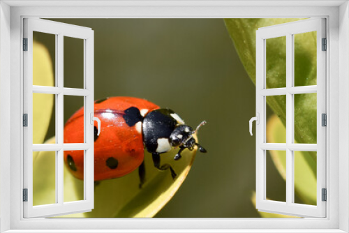 Fototapeta Naklejka Na Ścianę Okno 3D - Ladybug on a green leaf, detailed macro photo