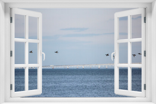 Fototapeta Naklejka Na Ścianę Okno 3D - Scaup Duck