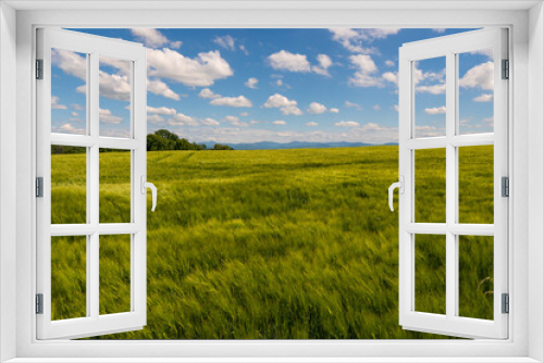 Fototapeta Naklejka Na Ścianę Okno 3D - Green wheat field on blue sky background