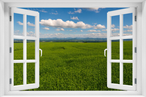 Fototapeta Naklejka Na Ścianę Okno 3D - Panoramic rural landscape with idyllic vast green barley fields on hills and trails as lines leading to trees on the horizon, with deep blue sky and fluffy white clouds