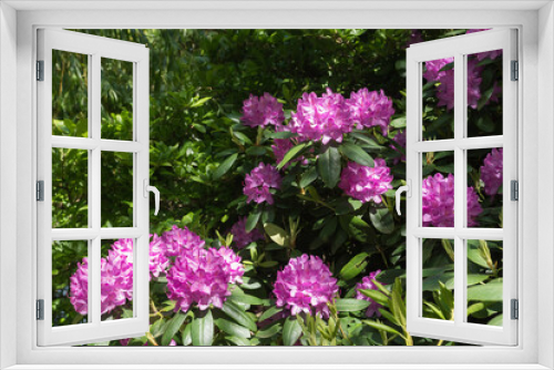 Fototapeta Naklejka Na Ścianę Okno 3D - Beautiful luxurious nature rhododendron bush in Normandy. Sunny spring day. Colorful and peaceful nature.