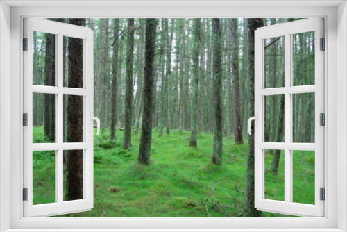 Fototapeta Naklejka Na Ścianę Okno 3D - Moss covered trees