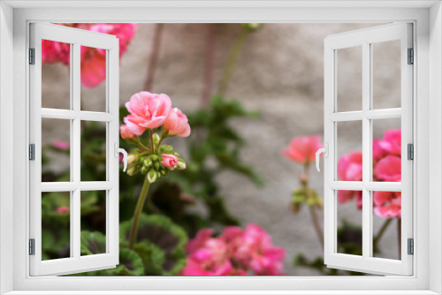 Fototapeta Naklejka Na Ścianę Okno 3D - Géranium rose claire