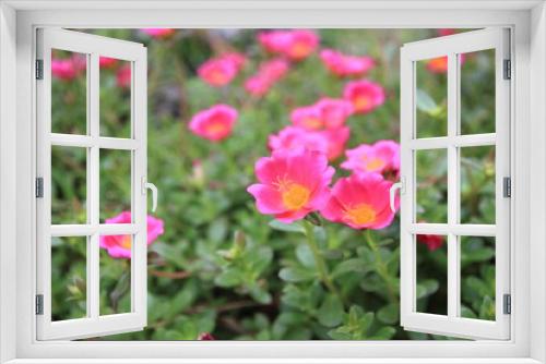 Fototapeta Naklejka Na Ścianę Okno 3D - Common Purslane, Verdolaga, Pigweed, Little Hogweed or Pusley Pink in the garden.