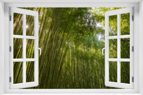 Fototapeta Naklejka Na Ścianę Okno 3D - Bamboo green forest in Coimbra, Portugal