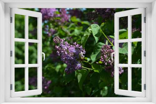 Fototapeta Naklejka Na Ścianę Okno 3D - lilac flowers on a bush