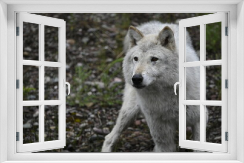 Fototapeta Naklejka Na Ścianę Okno 3D - gray wolf canis lupus