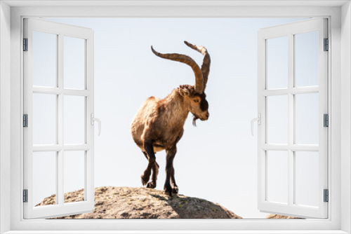 Fototapeta Naklejka Na Ścianę Okno 3D - macho de cabra montes en sierra de Gredos 