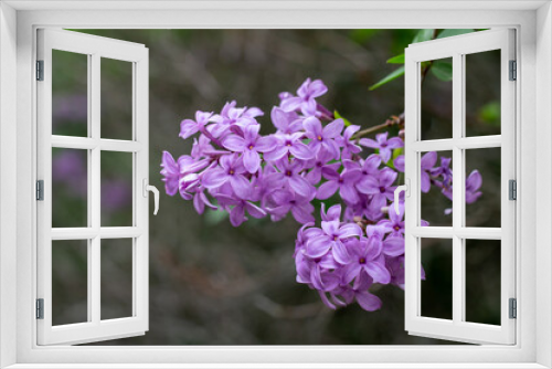 Fototapeta Naklejka Na Ścianę Okno 3D - Close up view of a beautiful purple Chinese lilac cluster with dark green leaf background and copy space