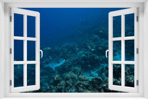 Fototapeta Naklejka Na Ścianę Okno 3D - Seascape in turquoise water of coral reef in Caribbean Sea / Curacao with Ocean Triggerfish, coral and sponge