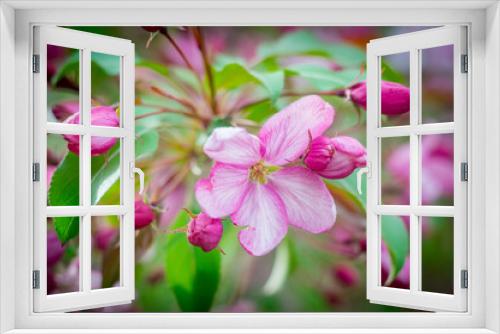 Fototapeta Naklejka Na Ścianę Okno 3D - Apple blossoms close up